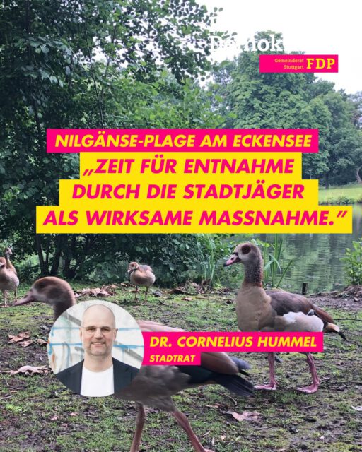 🦆Nilgänse-Plage endlich wirksam bekämpfen❌
Die invasive Population der Nilgänse breitet sich im Stadtgebiet unkontrolliert aus und mit ihr die Belastungen für Infrastruktur, städtisches Ökosystem und die Bürgerinnen und Bürger unserer Stadt. Nach dem Vorbild Tübingens schlagen wir die kontrollierte Entnahme der Tiere durch die Stadtjäger vor allem am Eckensee und Max-Eyth-See vor. Damit gewährleisten wir den Schutz der von Verdrängung bedrohten heimischen Vogelarten und befreien den Park und die umliegenden Fuß- und Radwege von der enormen Schmutzbelastung durch den Kot. Zudem können die Kosten für die komplizierten Vertreibungsversuche mit Drohnen und die regelmäßigen und aufwändigen Reinigungsmaßnahmen eingespart werden🤝🏻
📉 Unwirksame Maßnahmen – Die bisher angewandten Versuche wurden von uns unterstützt aber waren vor allem eines: erfolgos.
⚔️ Deshalb muss nun zur Ultima Ratio gegriffen werden – zum Wohl von anderenTieren und Menschen in Stuttgart.
Betrifft Dich die Belastung durch die Nilgänse ebenfalls? Schreib es uns in die Kommentare⬇️
#stuttgart # fdp #gemeinderat #eckensee #maxeythsee nilgänse invasiveart