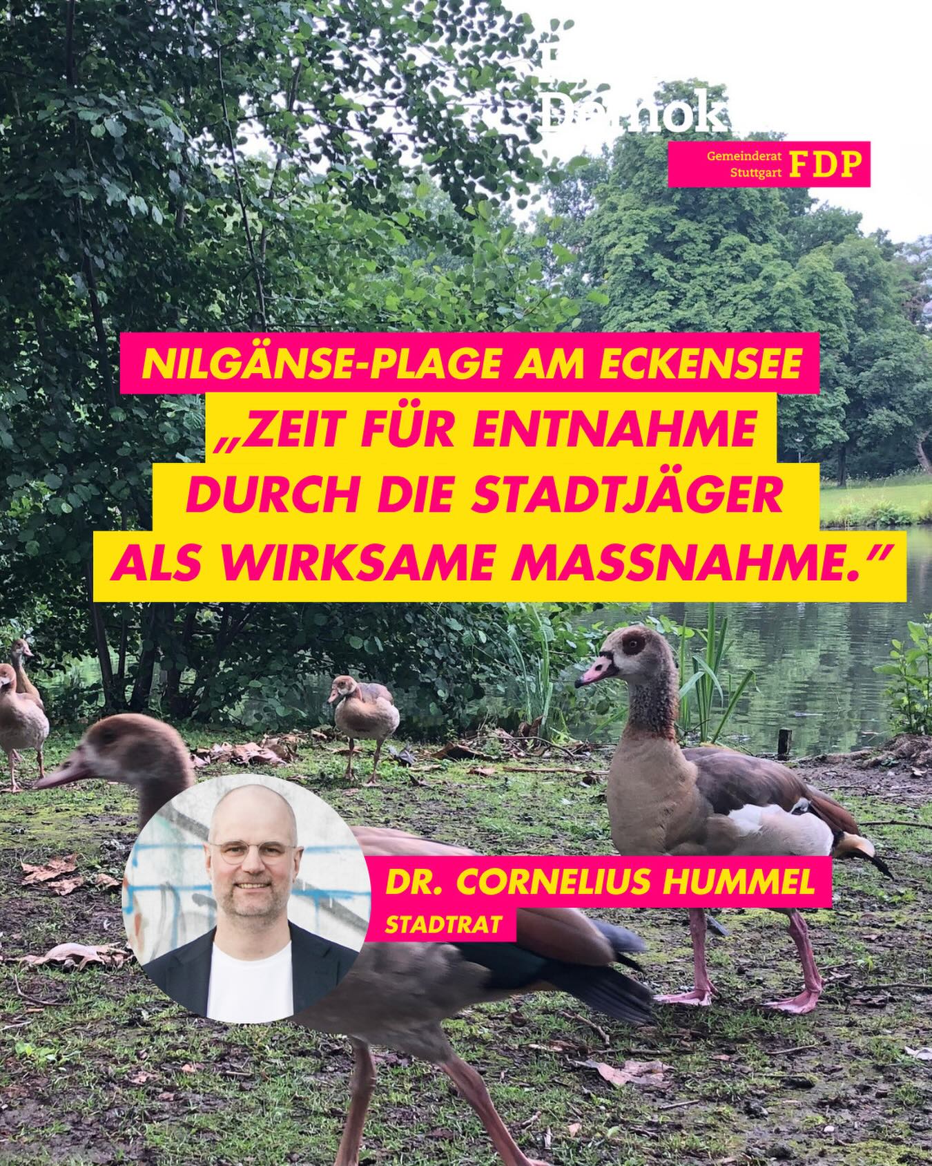 🦆Nilgänse-Plage endlich wirksam bekämpfen❌
Die invasive Population der Nilgänse breitet sich im Stadtgebiet unkontrolliert aus und mit ihr die Belastungen für Infrastruktur, städtisches Ökosystem und die Bürgerinnen und Bürger unserer Stadt. Nach dem Vorbild Tübingens schlagen wir die kontrollierte Entnahme der Tiere durch die Stadtjäger vor allem am Eckensee und Max-Eyth-See vor. Damit gewährleisten wir den Schutz der von Verdrängung bedrohten heimischen Vogelarten und befreien den Park und die umliegenden Fuß- und Radwege von der enormen Schmutzbelastung durch den Kot. Zudem können die Kosten für die komplizierten Vertreibungsversuche mit Drohnen und die regelmäßigen und aufwändigen Reinigungsmaßnahmen eingespart werden🤝🏻
📉 Unwirksame Maßnahmen – Die bisher angewandten Versuche wurden von uns unterstützt aber waren vor allem eines: erfolgos.
⚔️ Deshalb muss nun zur Ultima Ratio gegriffen werden – zum Wohl von anderenTieren und Menschen in Stuttgart.
Betrifft Dich die Belastung durch die Nilgänse ebenfalls? Schreib es uns in die Kommentare⬇️
#stuttgart # fdp #gemeinderat #eckensee #maxeythsee nilgänse invasiveart
